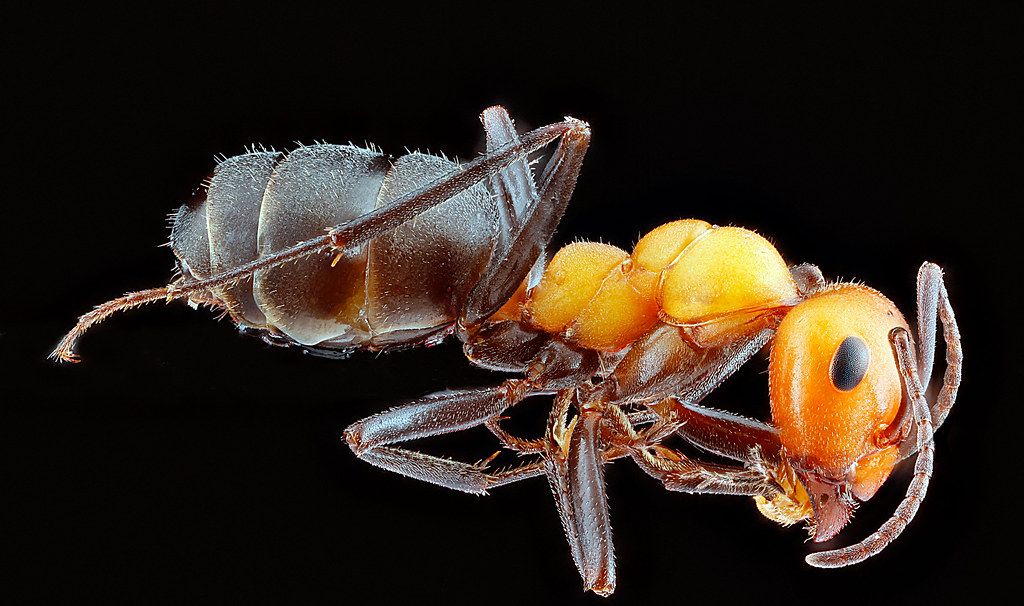 Ant Control service in Bonita Springs, FL