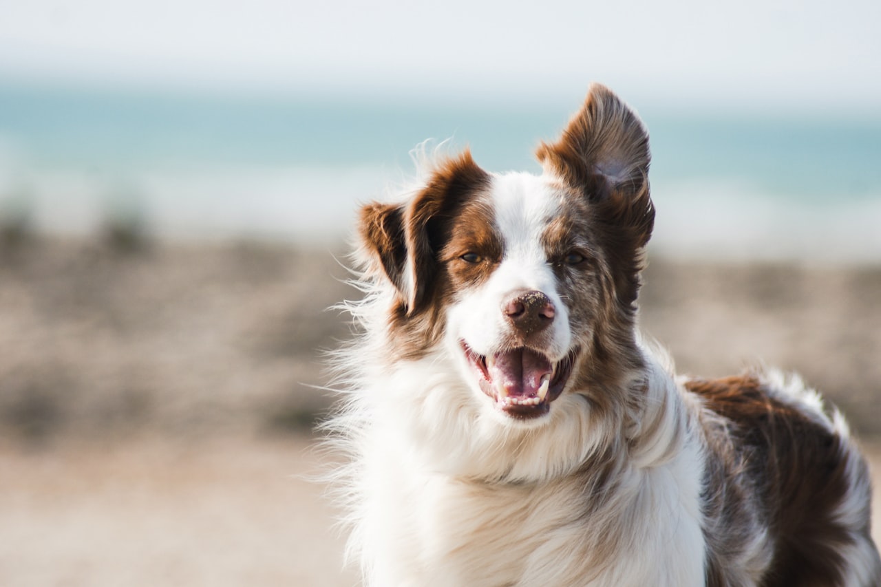 Flea & Tick Control service in Bonita Springs, FL