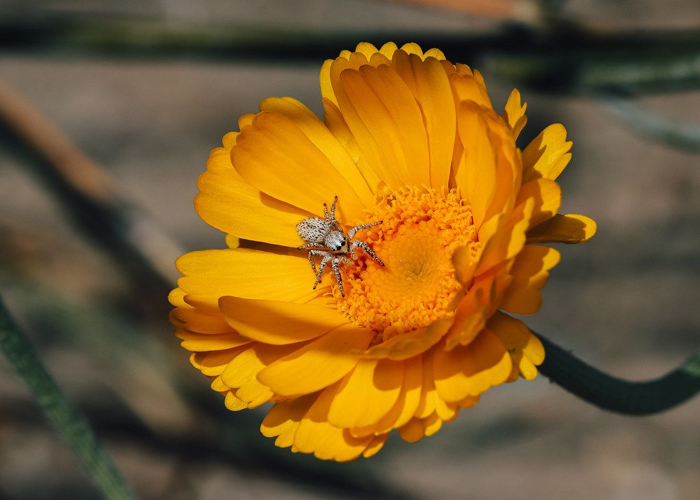 Spider Control service in Bonita Springs, FL